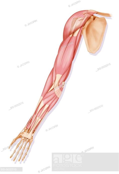 arms anatomy google search arm anatomy anatomy personalized items