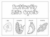 Butterfly Cycle Life Worksheet Printable Preschool Coloring Pages Cut Kindergarten Paste Science Ladybug Label Adepts Worksheeto Chart Frog Butterflies Supercoloring sketch template