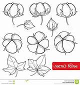 Cotton Boll Drawing Vector Paintingvalley Outline Drawings Vectorified sketch template
