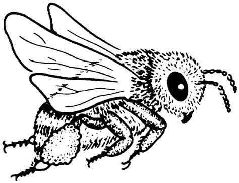 coloring pages bees printable  kids adults