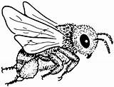 Biene Bienen Bees Bee Ausmalbild Insekten Kostenlose Wespe Colouring Basteln Abelha Zeichnen Bumble Supercoloring Print Kindern Honig Ergotherapie Maja Silhuetas sketch template