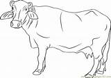 Coloring Pages Buffalo Banni Boys sketch template