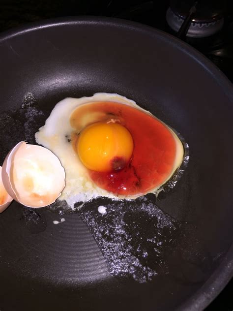blood  chicken eggs page  backyard chickens learn