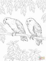 Supercoloring Parrot Eclectus Parrots Pappagalli Cif Colorir Stampare sketch template