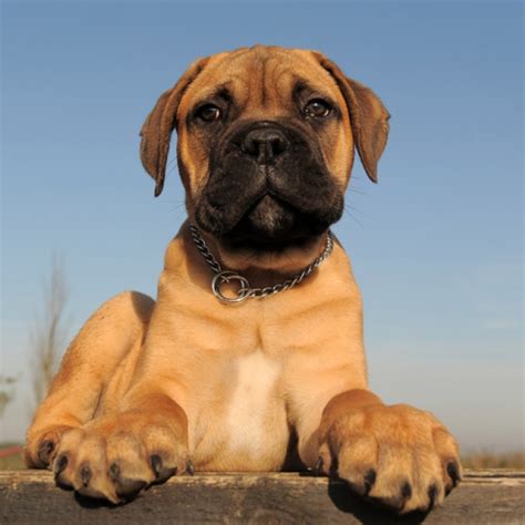 mastiff puppy mastiff breed information