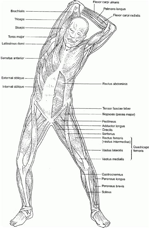 anatomy  physiology coloring workbook muscular system answers