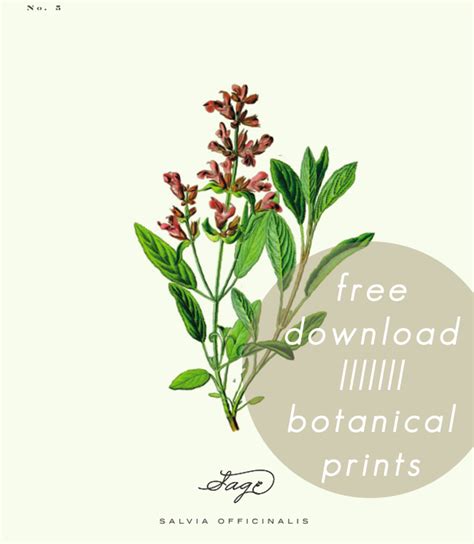 daily   printable botanical prints