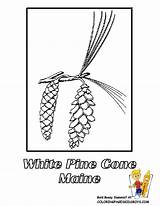 Flower Coloring Maine Pine State Pages Cone Drawing Tassel Cones Kids States Colors Usa School Flowers Galleryhip Montana Printables Printable sketch template