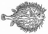 Kugelfisch Pesce Palla Fisch Pez Globo Colorear Malvorlage Poisson Ausmalbild Stampare sketch template