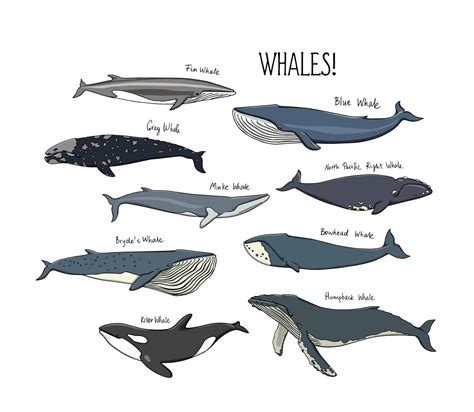 whale ocean alliance