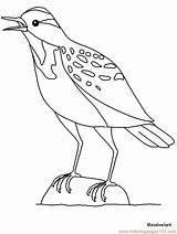 Meadowlark Coloring Drawing Pages Western Animals Sketch Bird Popular Advertisement Birds sketch template