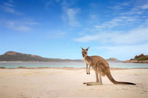 australien die besten tipps fuer einen urlaub travelbook