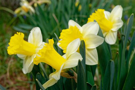 popular types  daffodils   animals