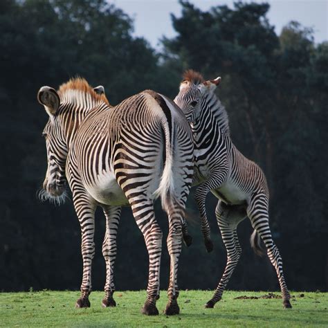 zebras safaripark beekse bergen noord brabant zebras nederland bergen