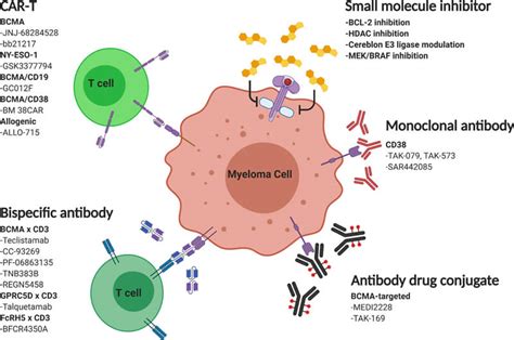 emerging multiple myeloma therapies mabs adcs car  cells