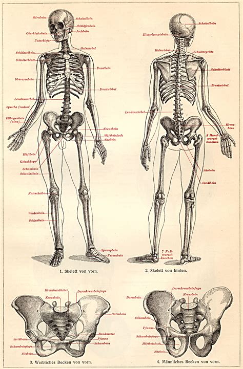 skelett des menschen  zenoorg