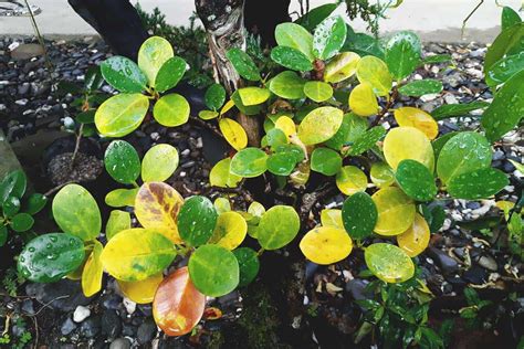 common reasons  plant leaves  turning yellow