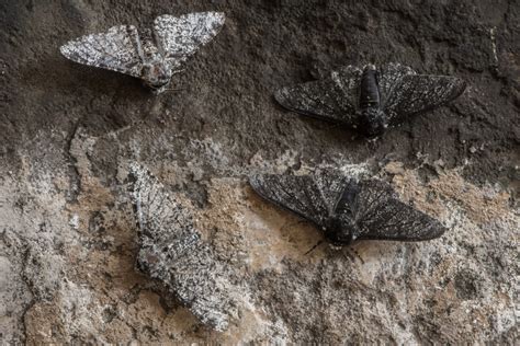 peppered moths discovery institute