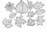 Frunze Colorat Planse Toamna Desenat Planşe Multe Găsiţi Educatia Conteaza Sortimente sketch template