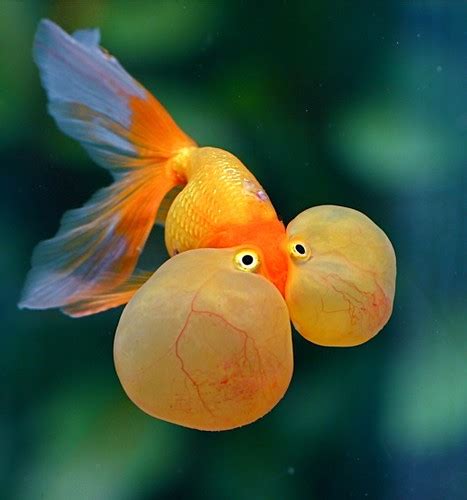 ten beautiful breeds  goldfish