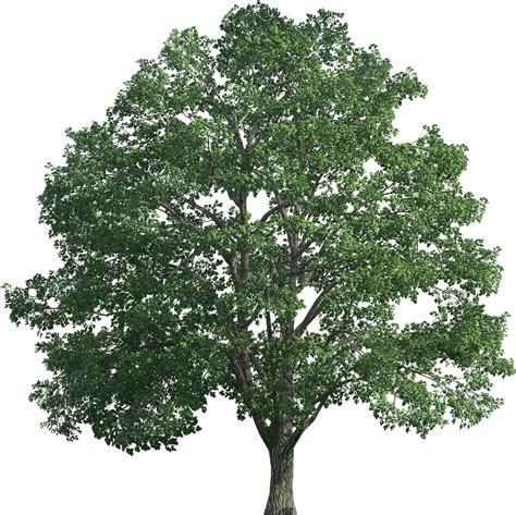 hd tree realistic png clip art big tree transparent