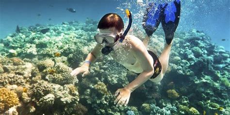 dubai snorkeling snorkeling trip  fujairah al nahdi travels