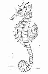 Zeepaardjes Seahorse Coloring Drawings Zeichnen Kids Realistische Pages Drawing Print Fun Seahorses Schritt Seepferdchen Draw Realistic Step Votes Animal sketch template