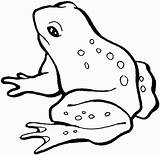 Coloring Frog Pages Printable Kids Frogs sketch template