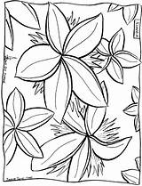 Coloring Plumeria Frangipani Pages Hawaii Cliparts Clipart Aloha 41kb Drawings Library sketch template