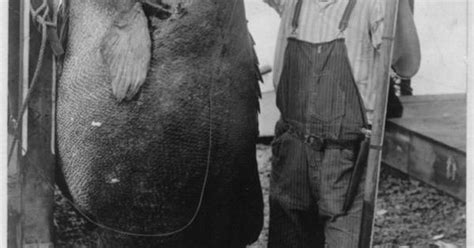 Vintage World Record Black Sea Bass Photos World Records