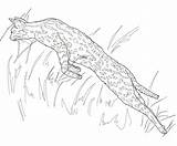 Serval Leaping sketch template