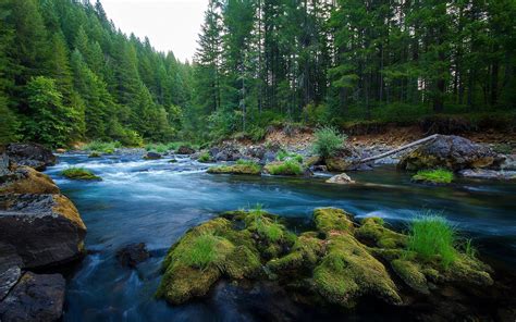 River Wild Nature Forest Green Rocks Wallpapers Hd