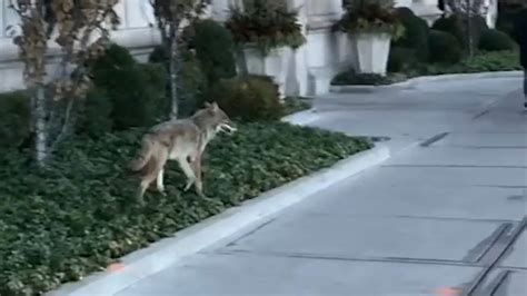 coyote spotted  downtown chicago nbc chicago