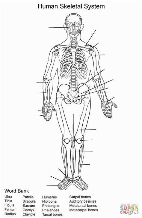 printable skeletal system coloring pages