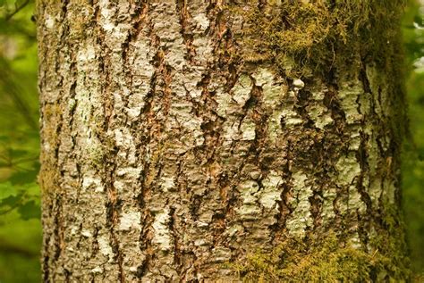 douglas fir oregon native plants