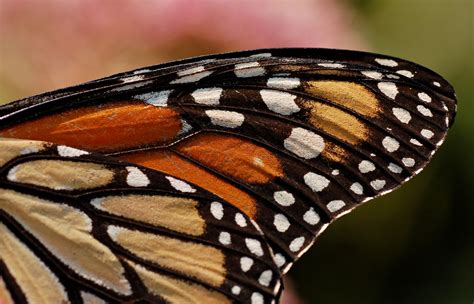 zoomed  butterfly wing google search monarch butterfly butterfly
