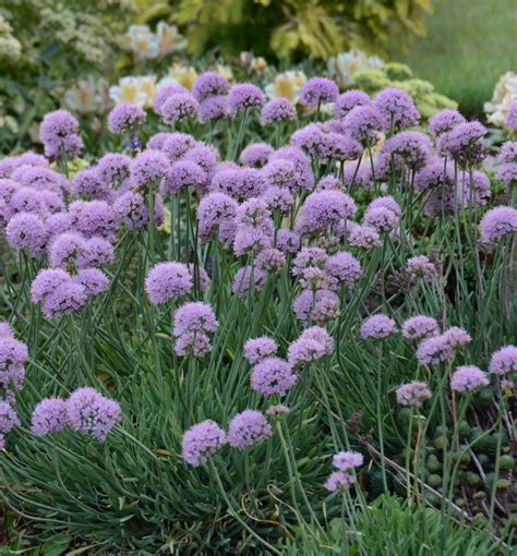 blue eddy ornamental onion natorps  plant store