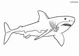 Shark Coloring Great Pages Sharks Printable Animals sketch template
