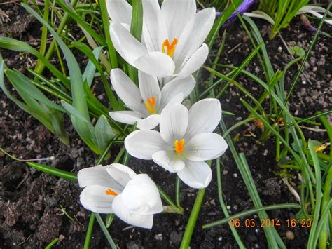 torfs gilbert allemaal fotos bloemen  de tuin  maart