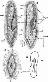 Paramecium Caudatum Tiff Usf sketch template