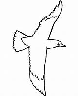 Seagull Drawing Getdrawings sketch template