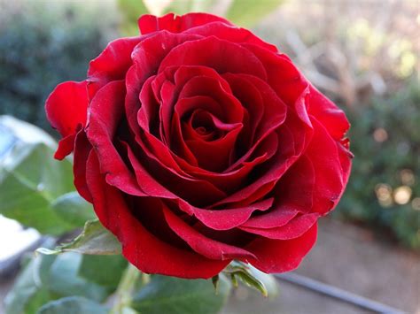 rose red  photo  pixabay