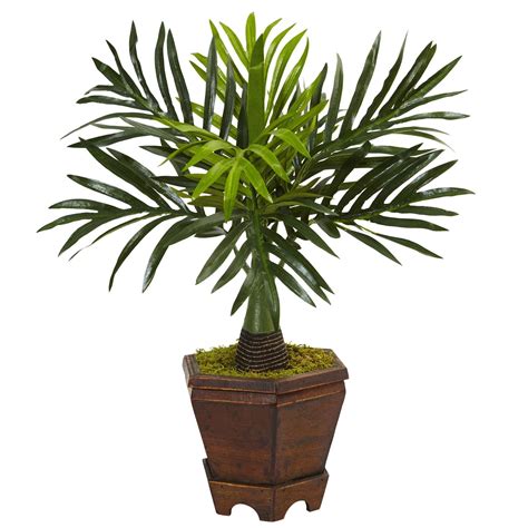 assorted mini palm trees  planter set    natural