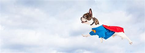 super hero dog flying  sky photograph  good focused pixels