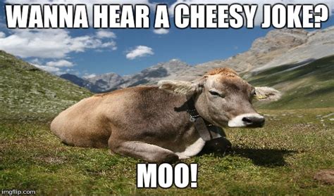 Cheesy Cow Joke Imgflip