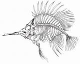 Fish Poisson Squelette Esqueleto Skeletons sketch template