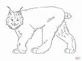 Coloring Lynx Pages Canadian Canada Walking Drawings Easy Printable Drawing Color Clipart Library Version Click Tundra Animals Designlooter Taiga Categories sketch template