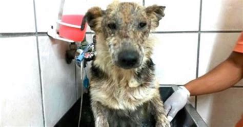 mishandelde hond gaat voor het eerst  bad maar blijf goed naar zijn gezicht kijken