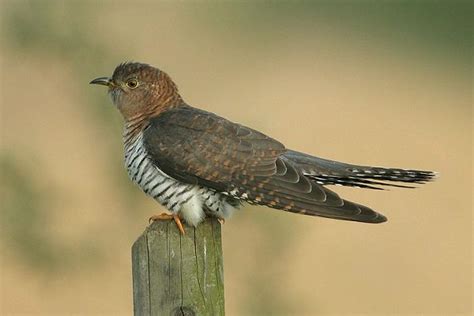 cuckoo joins list  threatened birds surfbirds