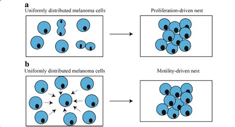 mechanisms  drive melanoma nest formation schematics illustrating  scientific